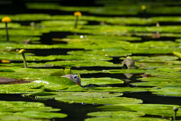 Nutria (Myocastor coypus)