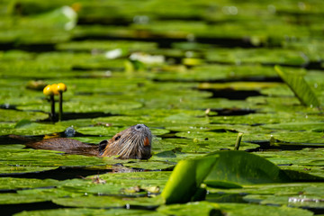 Nutria (Myocastor coypus)