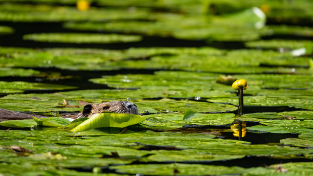 Nutria (Myocastor coypus)