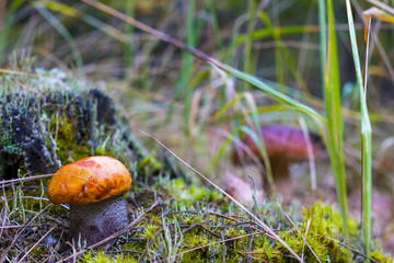 boletus and cep growing in forest