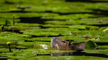 Nutria (Myocastor coypus)