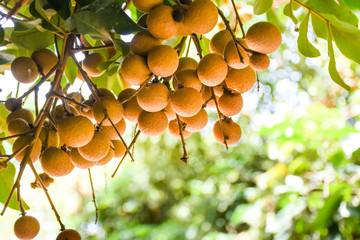 Fresh longan fruit hanging on longan tree branch.