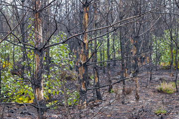 burned forest nature pollution