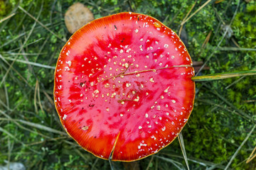 fly agaric hat top view