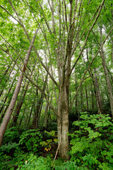 Fototapeta na wymiar 森の中の木々