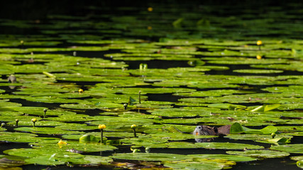 Nutria (Myocastor coypus)