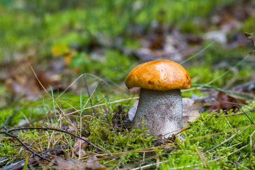 Leccinum mushroom with thick leg