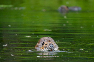 Naklejka na ściany i meble Nutria (Myocastor coypus)