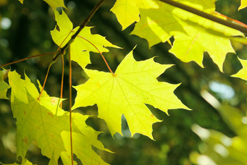 Colorful leaves background. Beautiful nature background. Cropped shot of a tree. Nature, autumn concept.