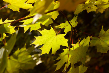 Colorful leaves background. Beautiful nature background. Cropped shot of a tree. Nature, autumn concept.