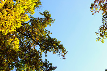 Top of autumn trees and beautiful blue sky.  Abstract colorful nature background. Beautiful landscape.