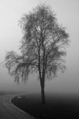 Lonely Tree in the Fog