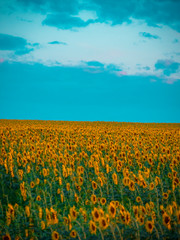 Fototapeta premium sunflowers