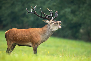 Naklejka na ściany i meble Red deer, cervus elaphus, stag with massive dark antlers roaring on a meadow with green grass in rutting season. Wild male animal marking territory by loud sound.