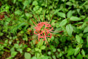 Cluster amaryllis seen from above