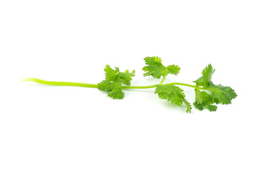 Fresh coriander leaves and branch isolated on white background.