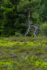 Impression aus der Hochheide im Sauerland