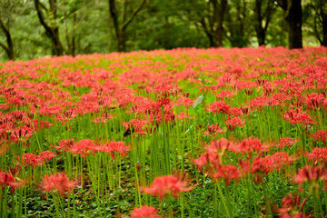 Photograph of cluster amaryllis blooming in Nogawa Park in Tokyo