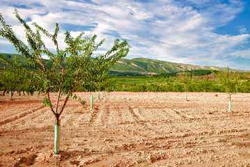 Field of small newly planted almond trees