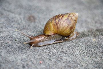 gastropod walking on concrete roads on morning.