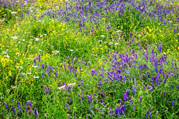 Wild flower meadow with Knapweeds, Trefoils, Vetches and Yarrow, Rutland Water, Leicestershire, England, UK.