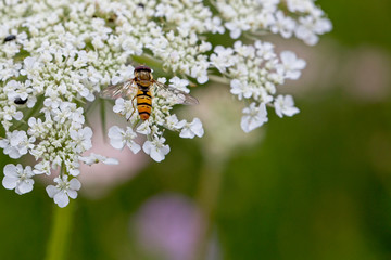 Hoverfly resting on a flowerhead, Rutland Water, Leicestershire, England, UK. © tonymills