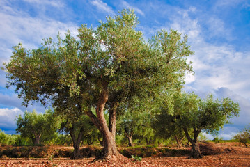 Olive field in September afternoon