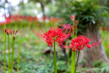 曼珠沙華　村上緑地公園　千葉県八千代市