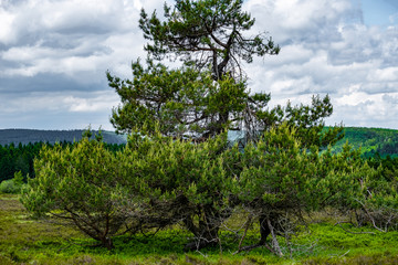 Impression aus der Hochheide im Sauerland