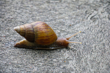 gastropod walking on concrete roads on morning