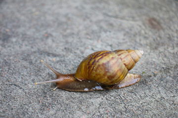 gastropod walking on concrete roads on morning
