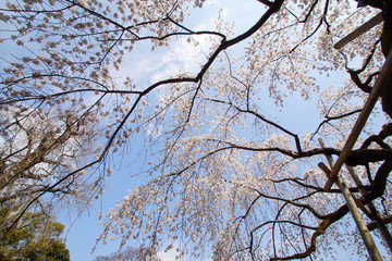 枝垂れ桜