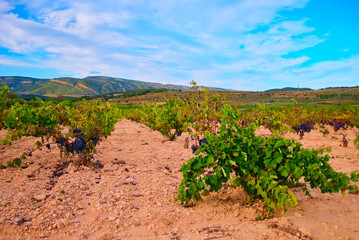 Field vineyards in September at sunset