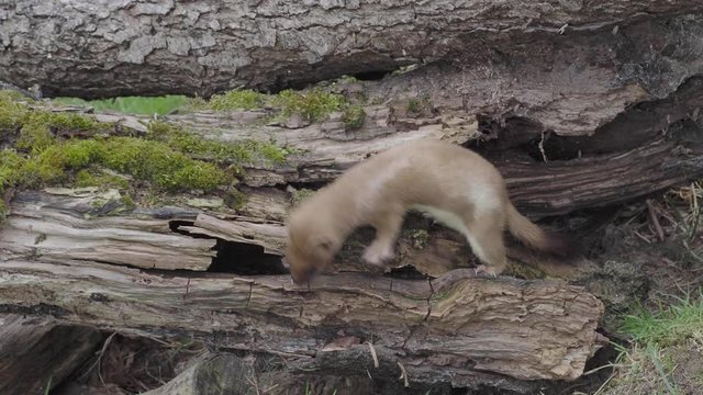 Stoat (Mustela erminea) standing on a log hunting for food
