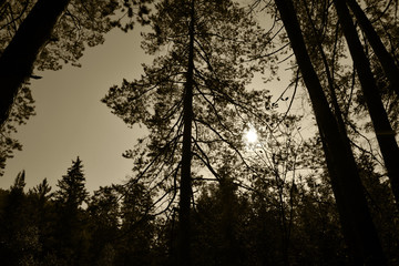 Naklejka premium The sun illuminates a beautiful autumn forest. Sunset in the mountains. Bright colors of autumn.