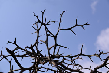 Branch of Trifoliate orange tree - Poncirus trifoliata, It is called “Karatachi” in Japan.