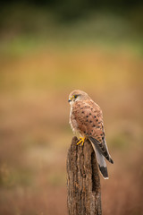 Common kestrel ; female; Falco tinnunculus, Suffolk UK