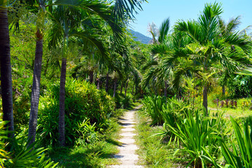 Bungalows and palm trees on site. Vietnam. A small village in Asia. Beautiful decorative path in the summer Park between palm trees.