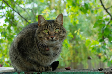 the cat is resting and sitting in the garden under the foliage in the shade