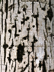 white cracked tree bark with black spots