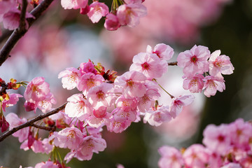 Fototapeta na wymiar 平野神社の陽光桜