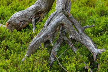 Impression aus der Hochheide im Sauerland