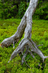 Impression aus der Hochheide im Sauerland