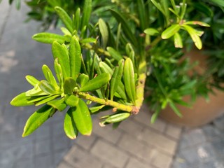 The plant needs light