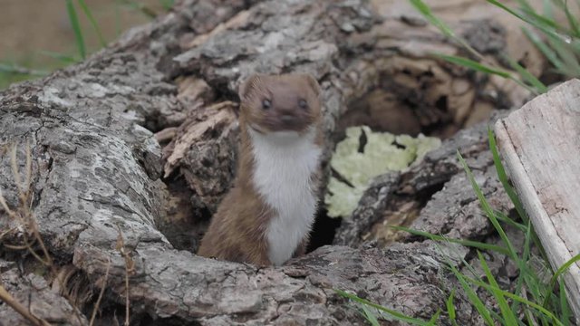 Weasel or Least weasel (mustela nivalis) 