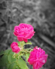 pink rose in garden