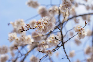 枝垂れ桜