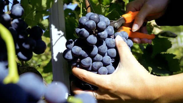 SLOW MOTION farmer 's hands selecting grapes from a tree during harvest