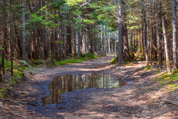 Water Puddle on Road in the Forest