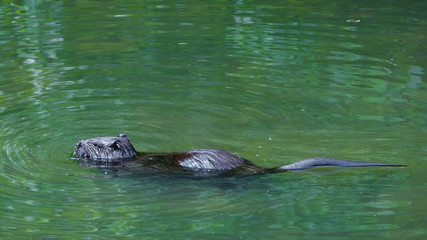 Fototapeta premium Nutria (Myocastor coypus)
